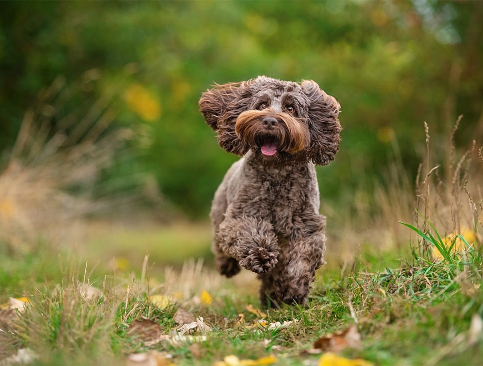 Brown Cockapoo running in the park