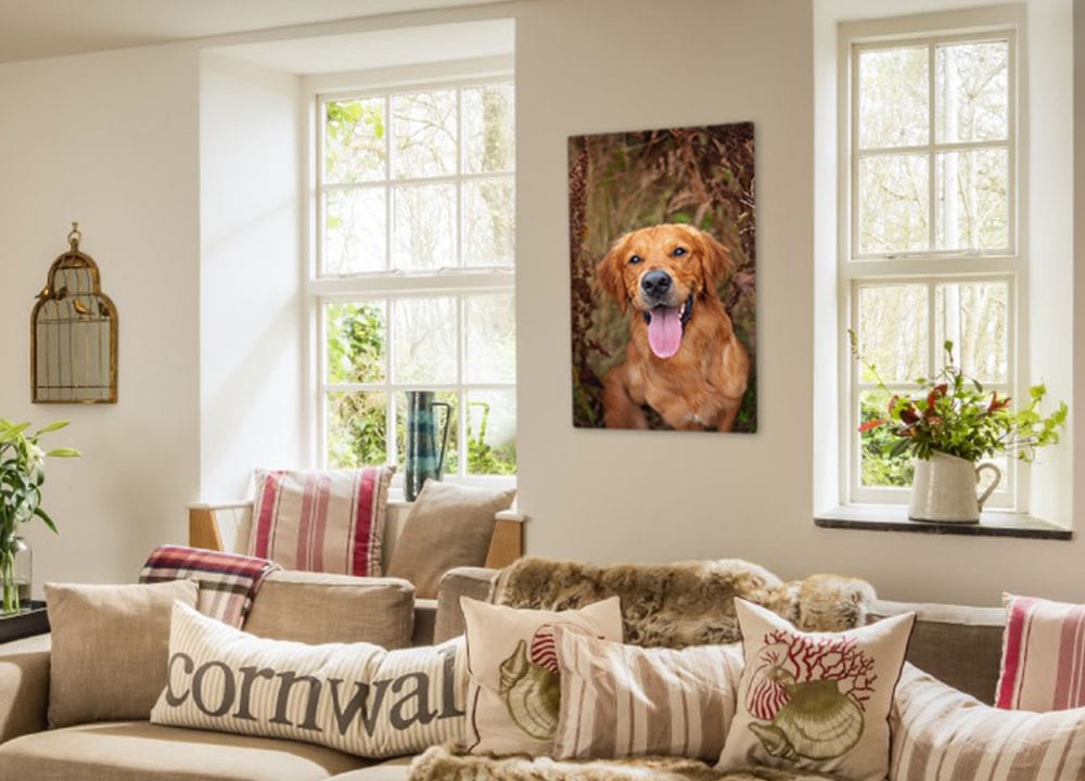 acrylic print of golden retriever hanging on living room wall