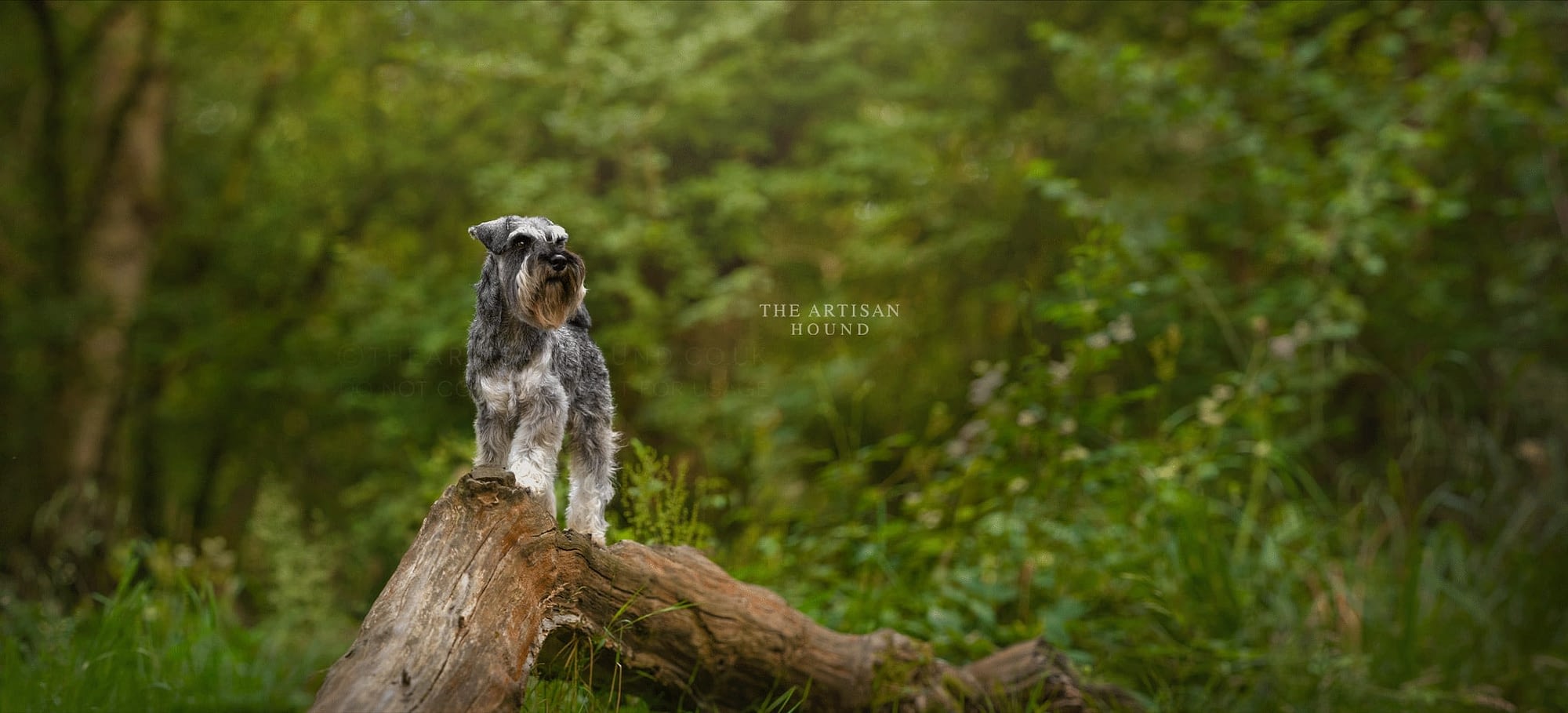 Schnauzer dog standing on small log in woodland