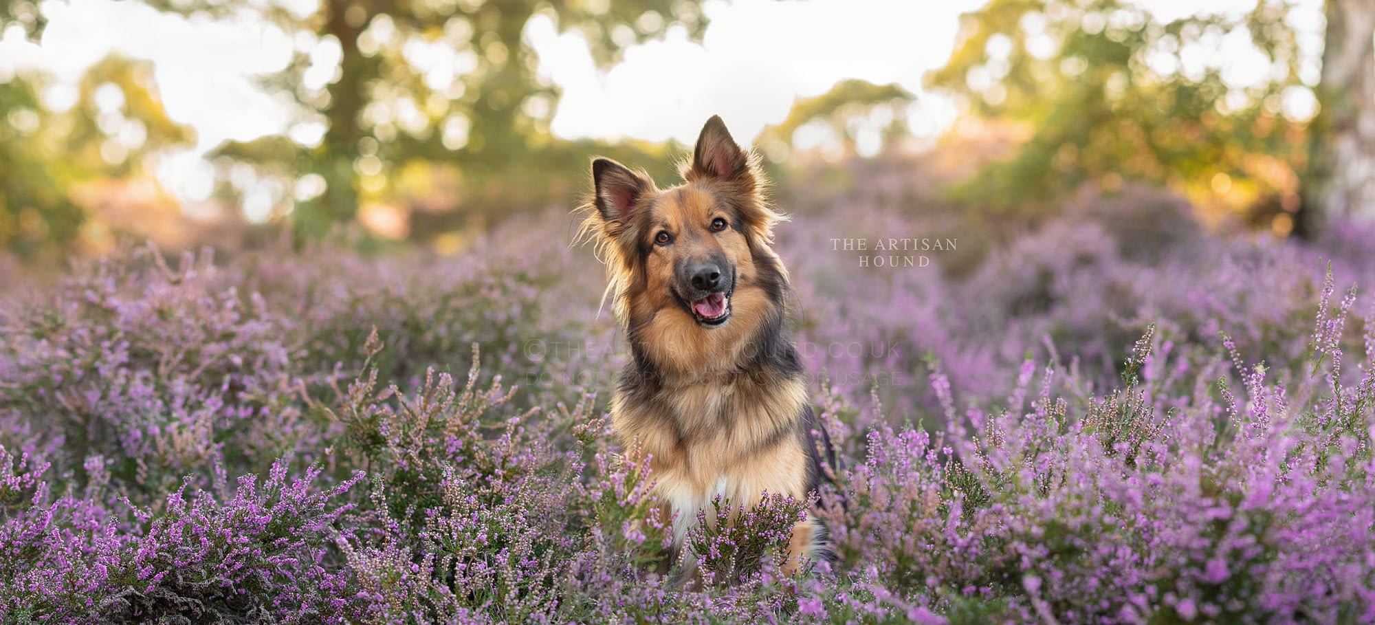 German shepherd dog sitting in heather field in Bedfordshire