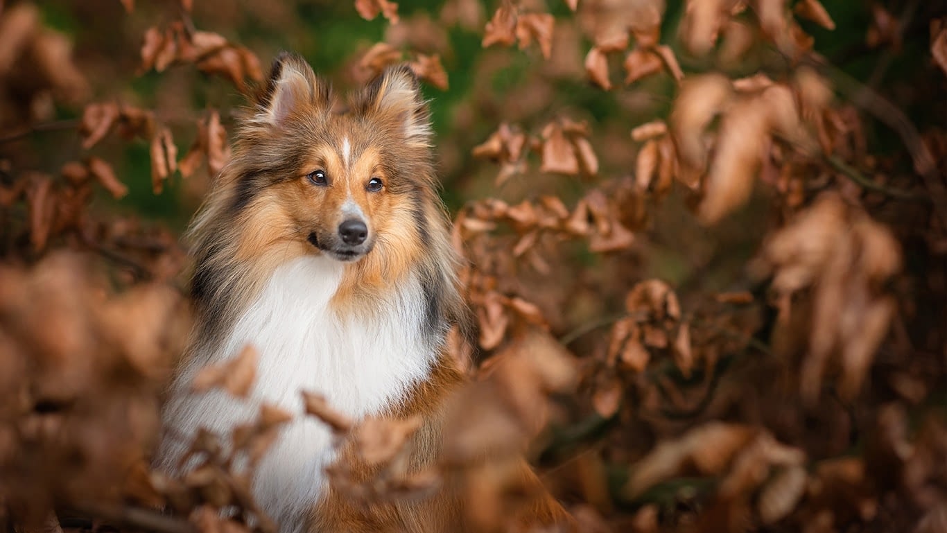Sheltie dog in autumn leaves Northamptonshire woodland