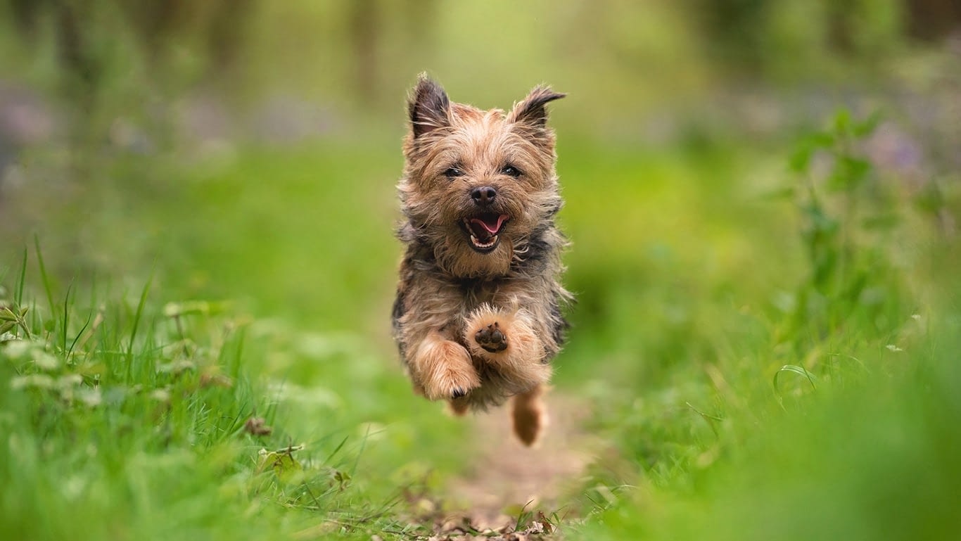 Border Terrier dog running in badby bluebell woods Northamptonshire